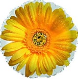 Цветок Гербера (жёлтый)