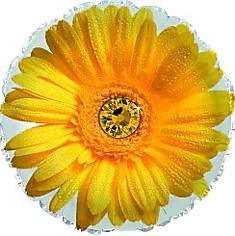 Цветок Гербера (жёлтый)