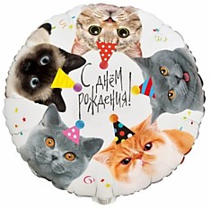 С ДР Котики фотограффичные
